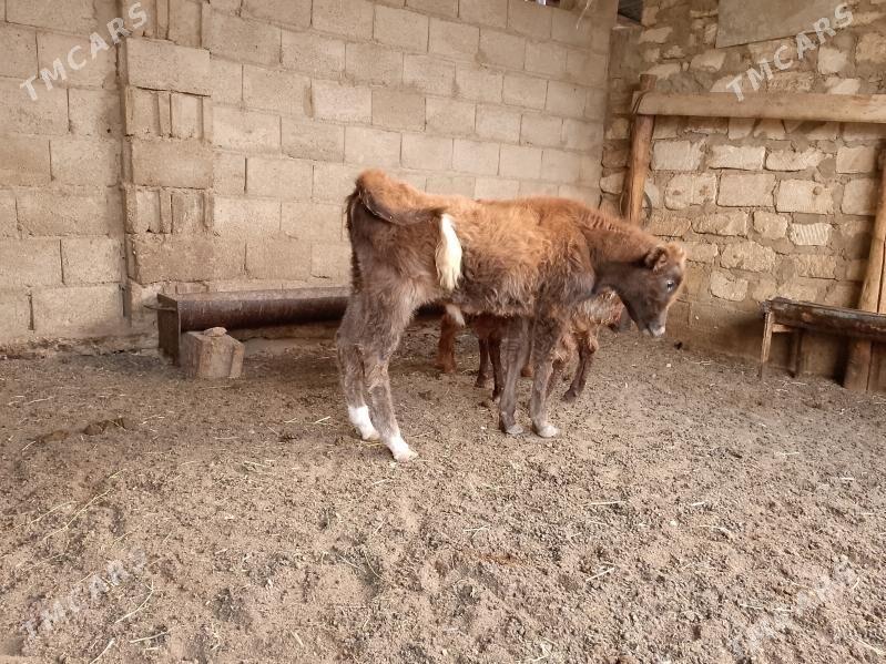 öküzler - Balkanabat - img 8