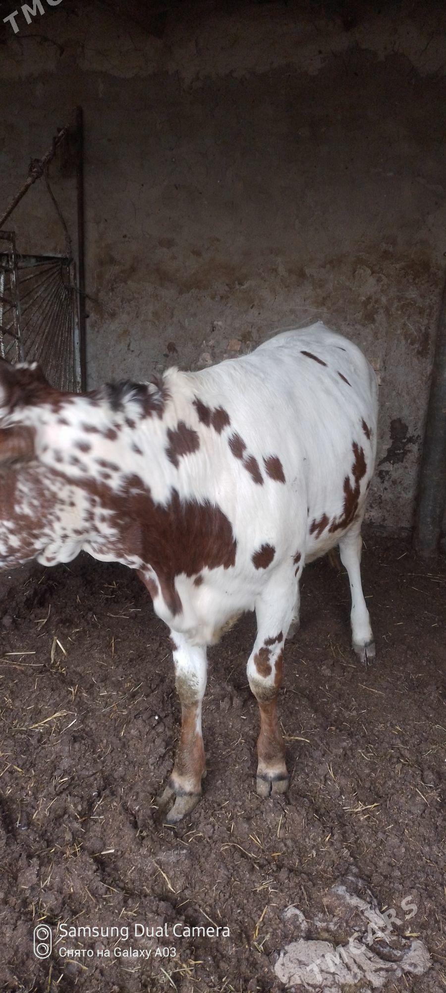 ala tuwe - Гёкдепе - img 2