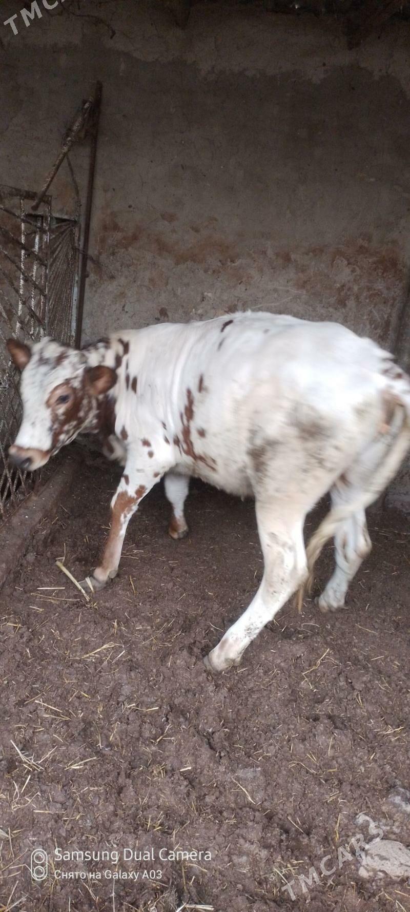 ala tuwe - Гёкдепе - img 3