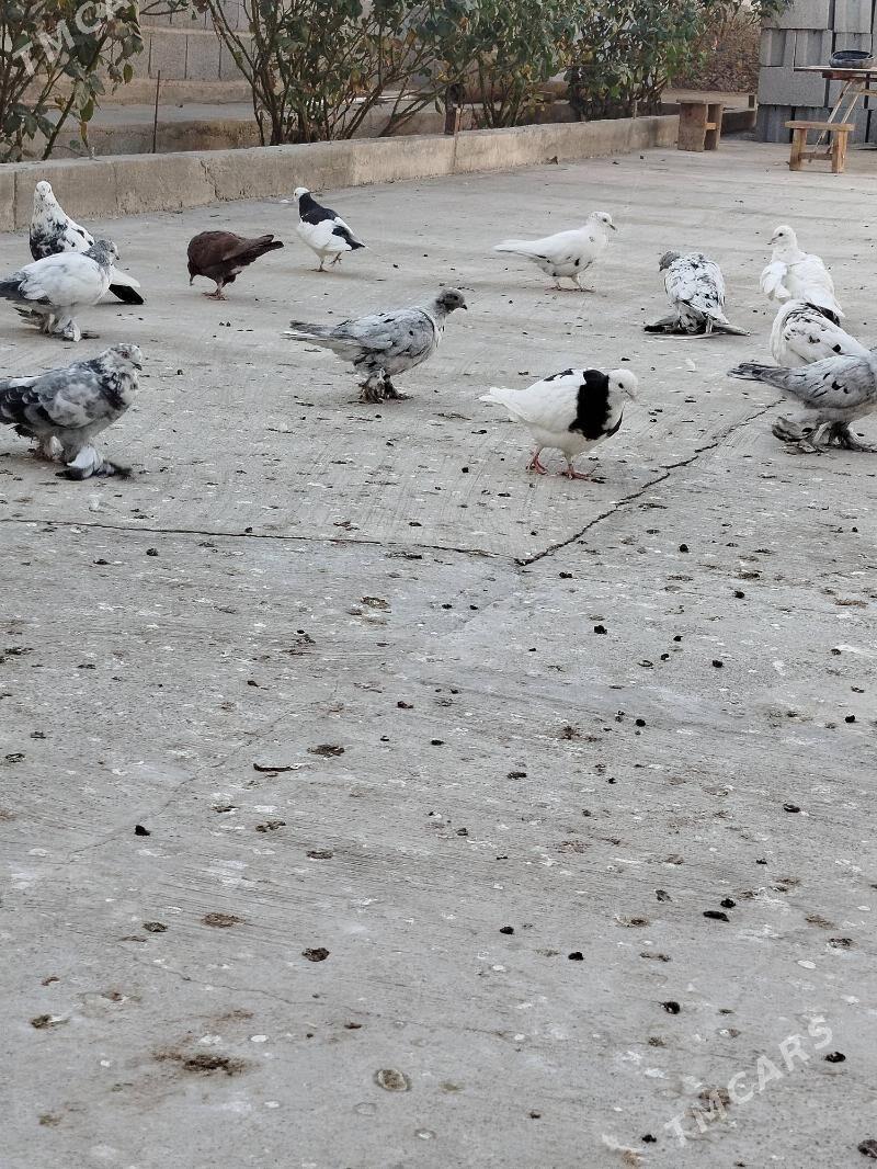 Kepder gushlar satlykdyr - Кака - img 3