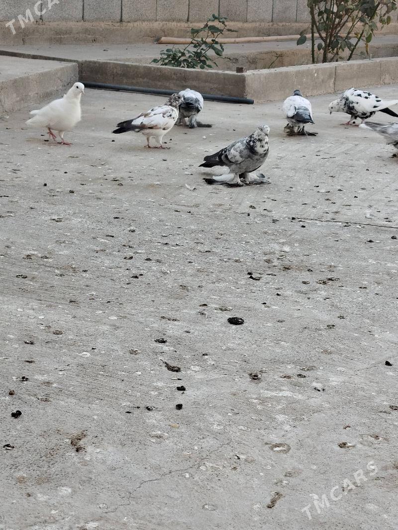 Kepder gushlar satlykdyr - Кака - img 4