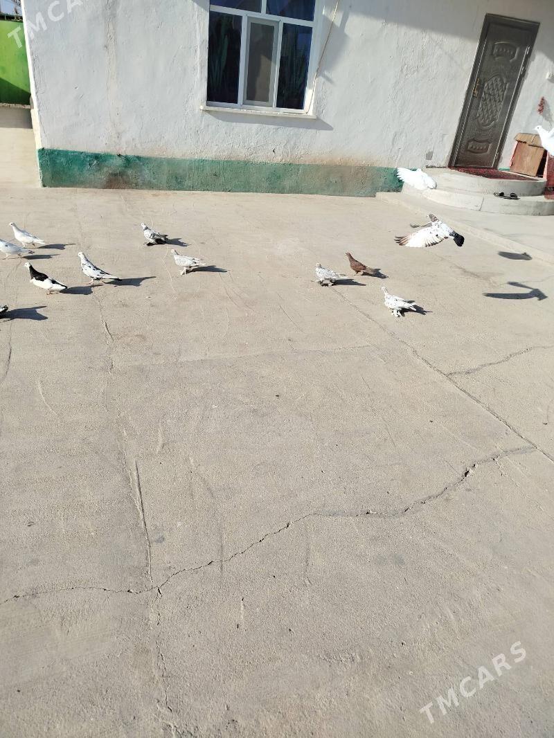 Kepder gushlar satlykdyr - Кака - img 1