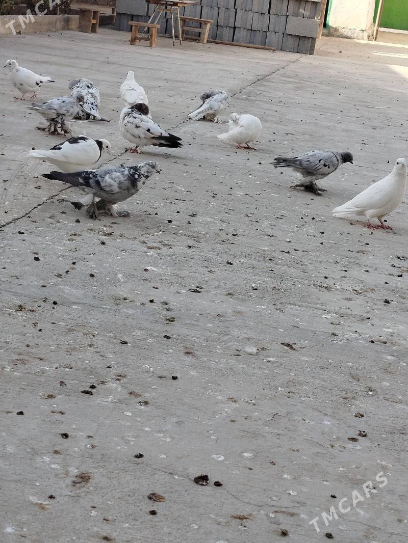 Kepder gushlar satlykdyr - Кака - img 2