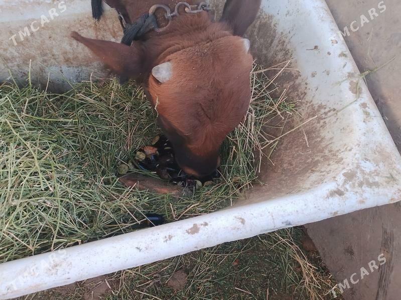 õkûz - Ак-Бугдайский этрап - img 2