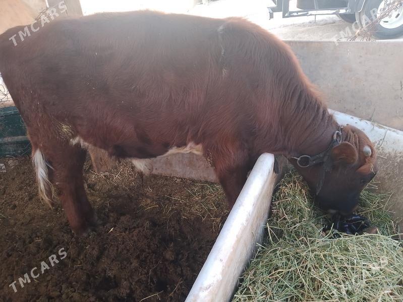 õkûz - Ак-Бугдайский этрап - img 3