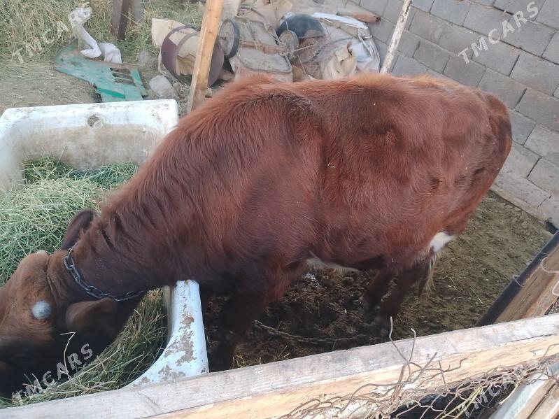 õkûz - Ак-Бугдайский этрап - img 4