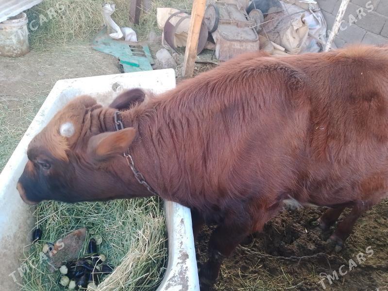 õkûz - Ак-Бугдайский этрап - img 7