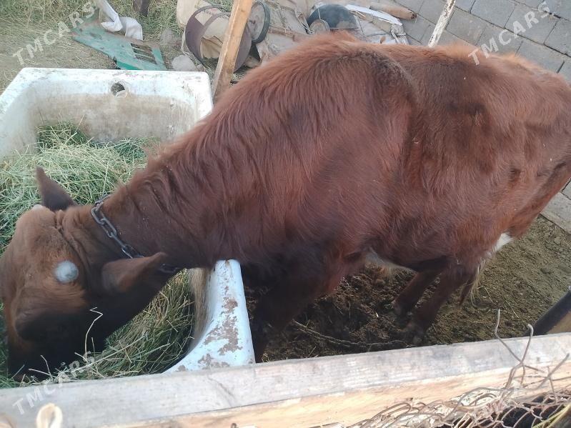 õkûz - Ак-Бугдайский этрап - img 6