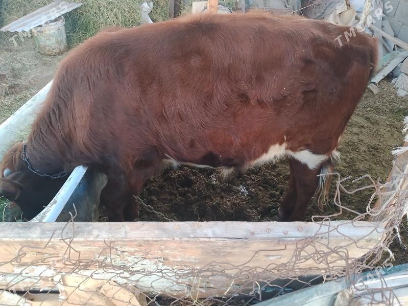 õkûz - Ак-Бугдайский этрап - img 5