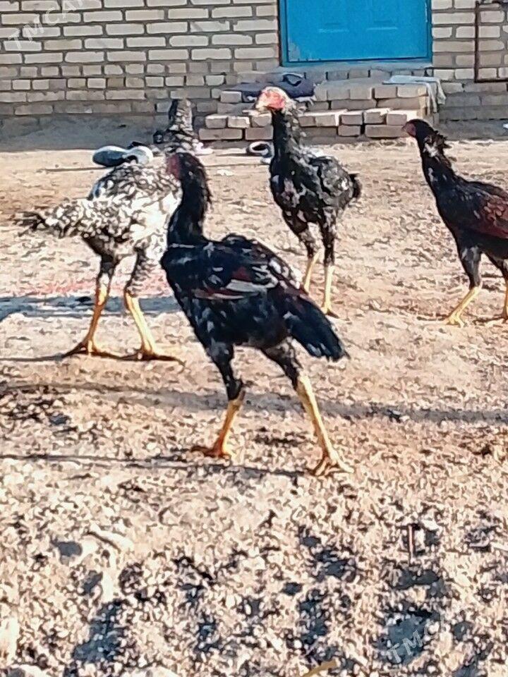 Baysy juje - Garabekewül - img 3