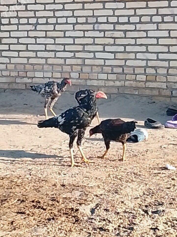 Baysy juje - Garabekewül - img 1