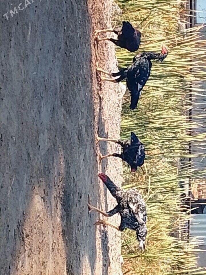 Baysy juje - Garabekewül - img 2