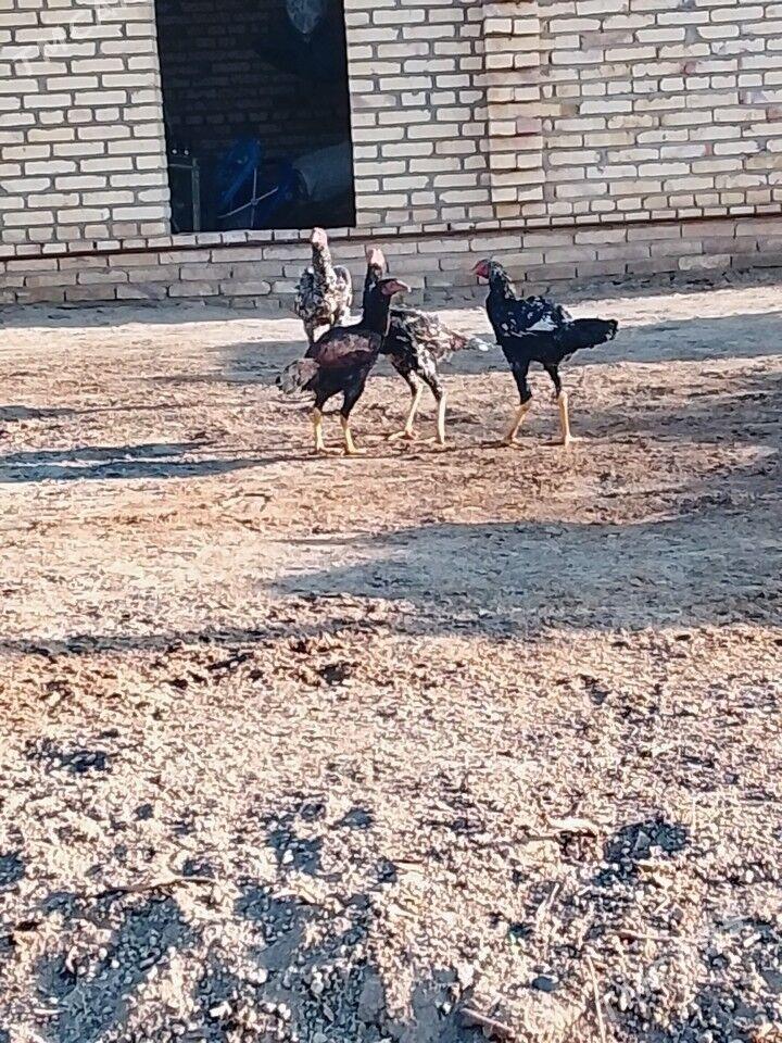 Baysy juje - Garabekewül - img 4