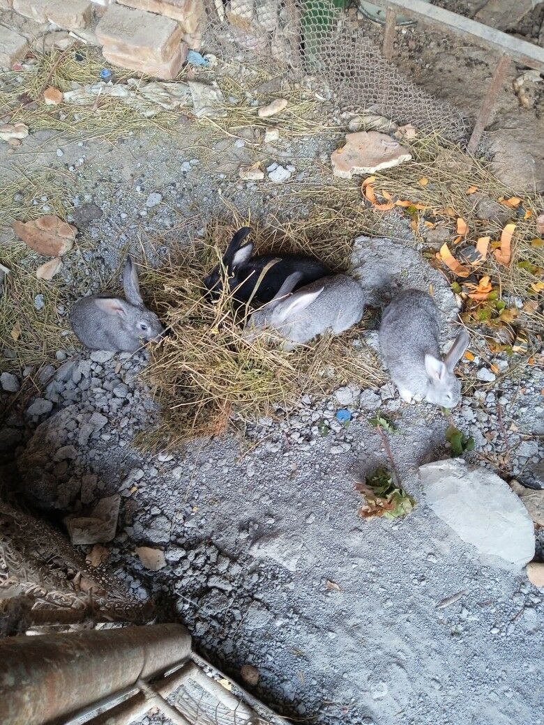 Gyssagly Welikan towşan 4sany - Türkmenabat - img 2