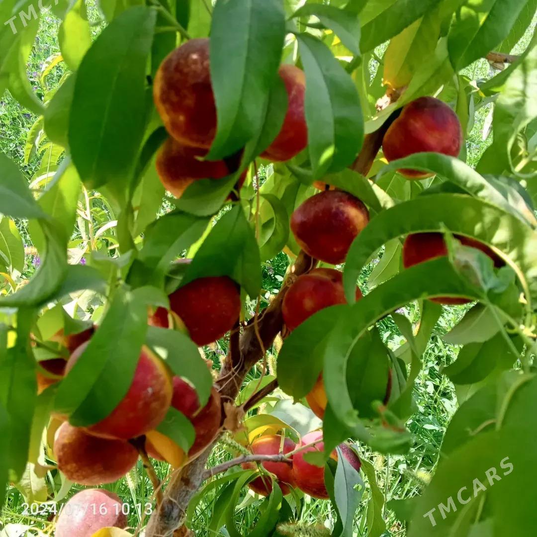 Miyweli baglar - Sakar - img 5