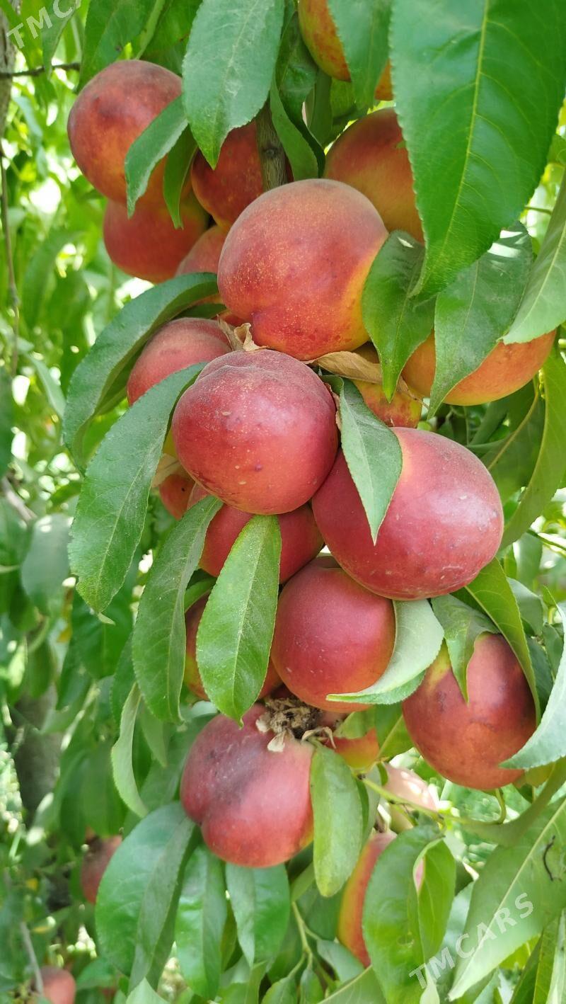 Miyweli baglar - Sakar - img 2