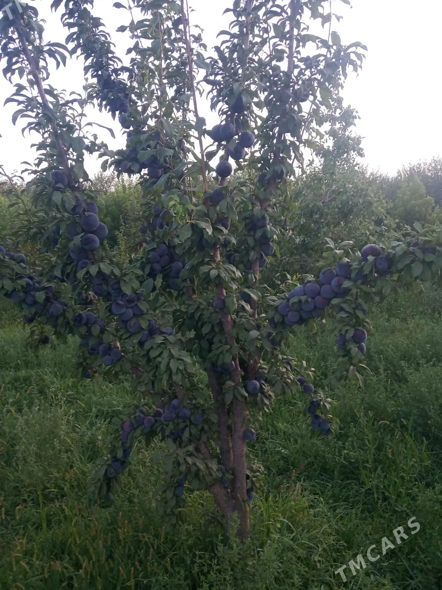 Miyweli baglar - Sakar - img 3