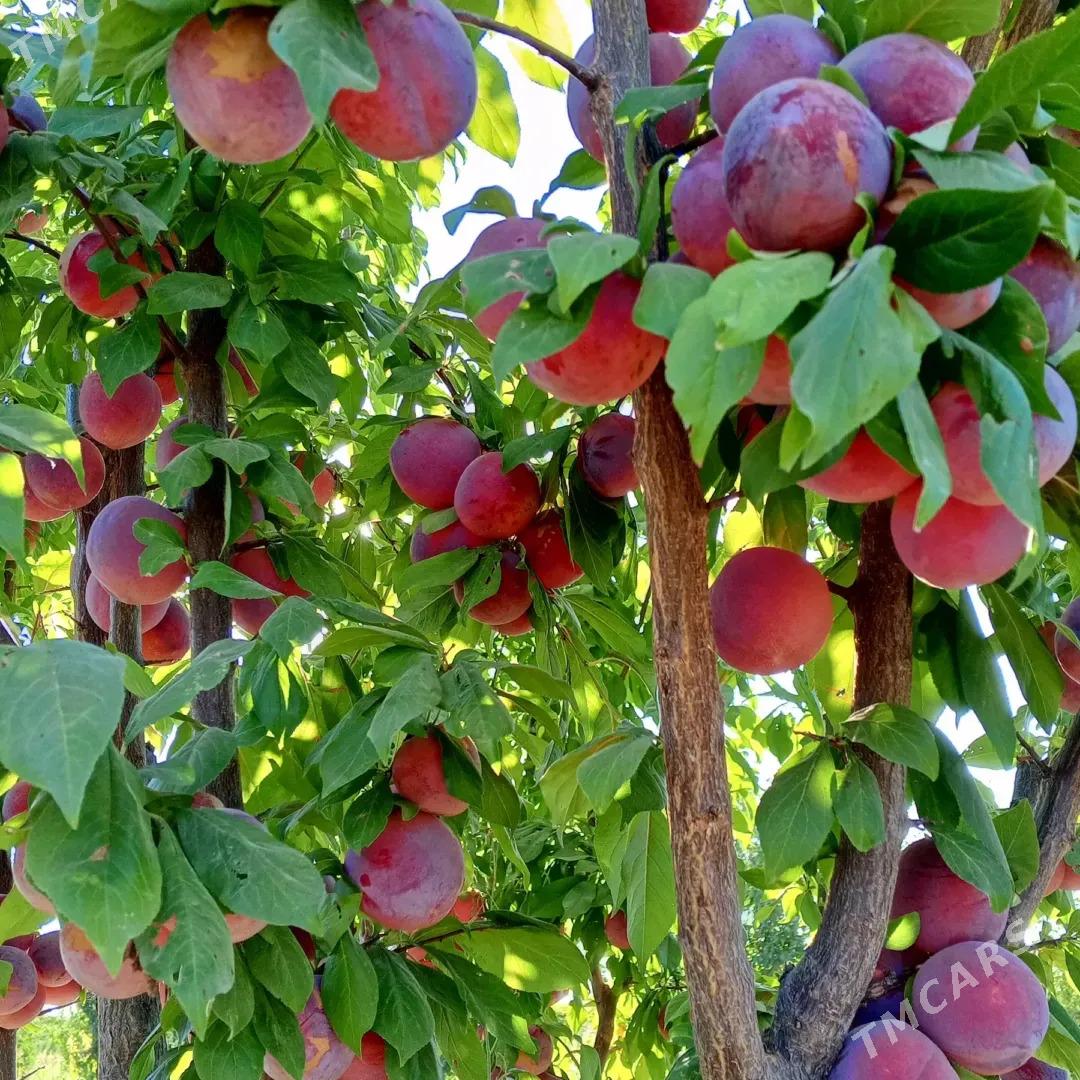 Miyweli baglar - Sakar - img 7