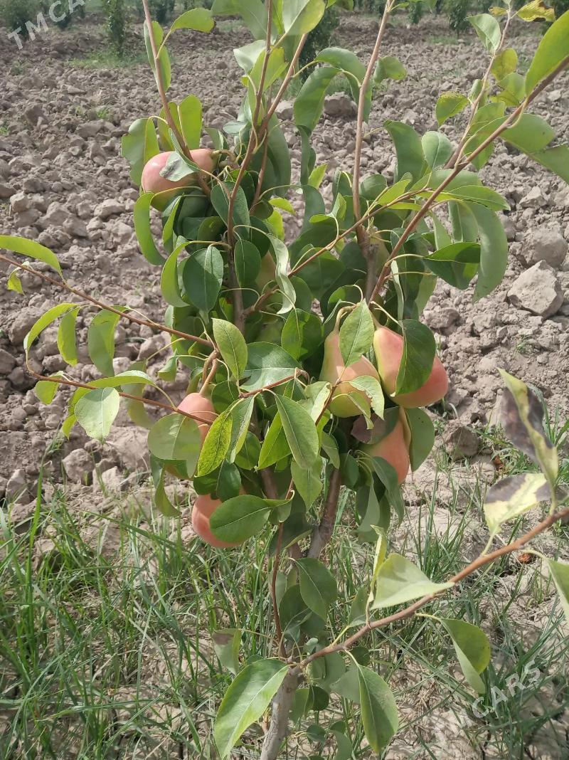 Miyweli baglar - Sakar - img 8