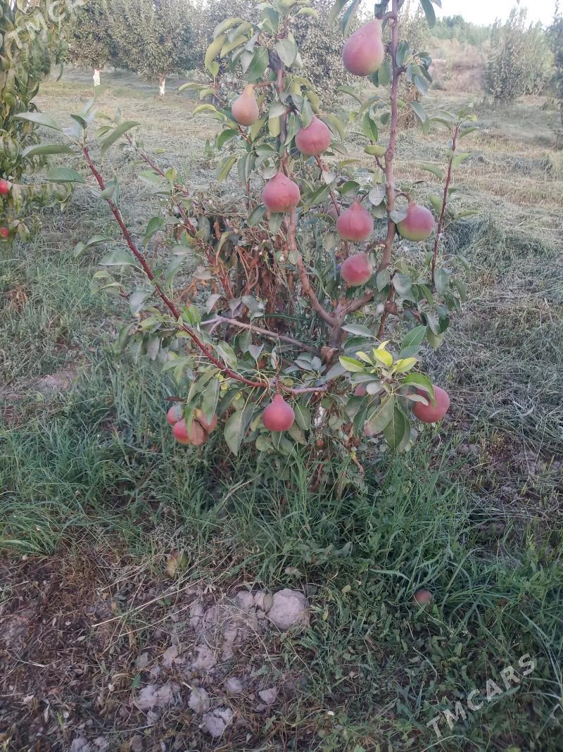 Miyweli baglar - Sakar - img 6