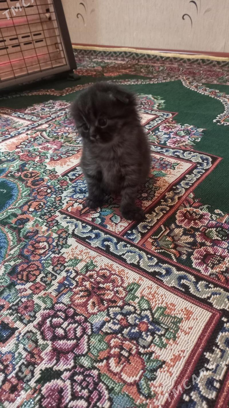 satlaniski - Мары - img 2