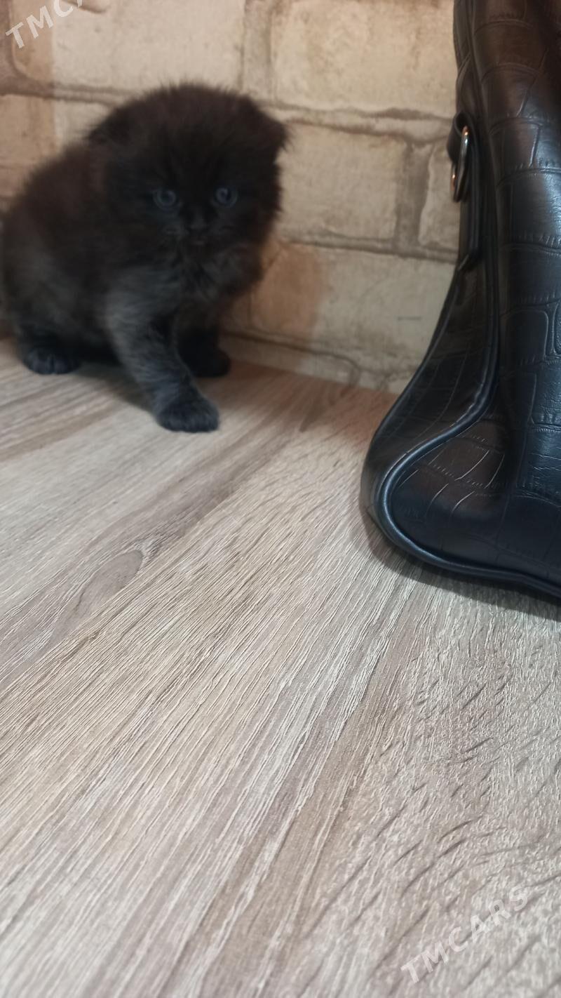 satlaniski - Мары - img 4