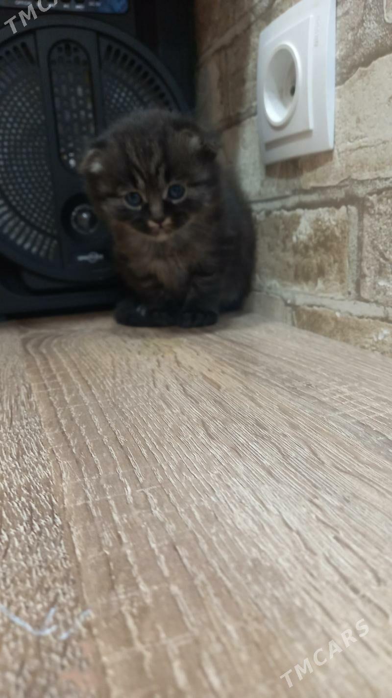 satlaniski - Мары - img 3