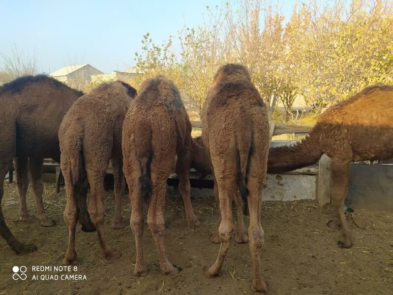 торум огшук - Гызыларбат - img 2
