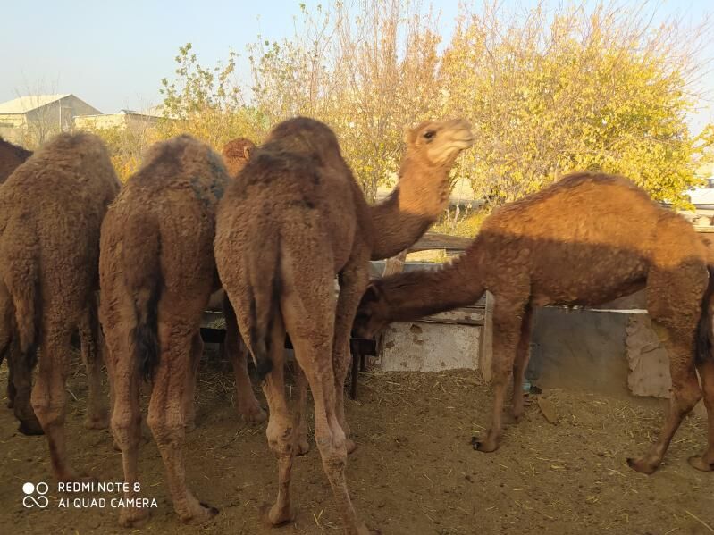 торум огшук - Гызыларбат - img 4