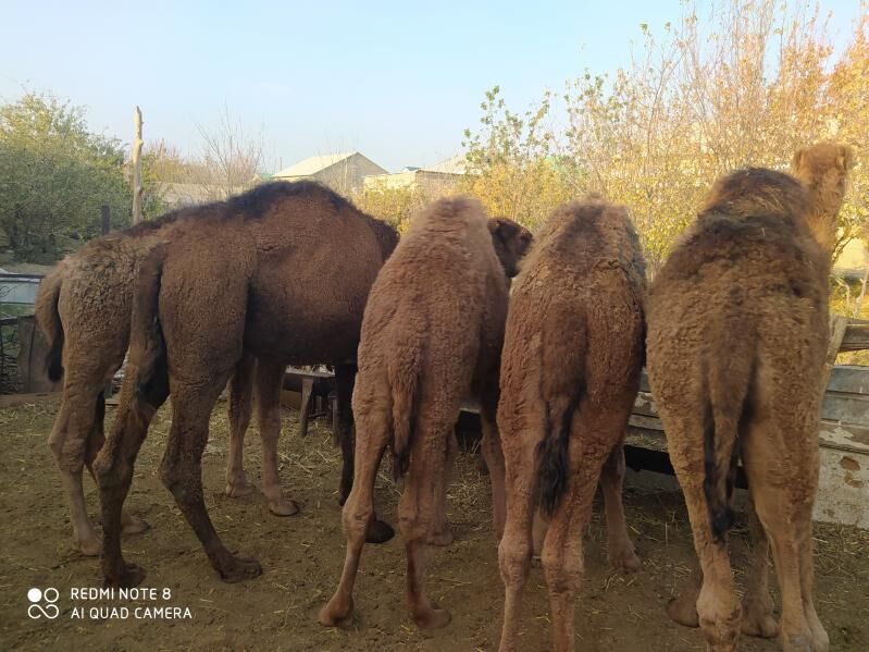 торум огшук - Гызыларбат - img 5