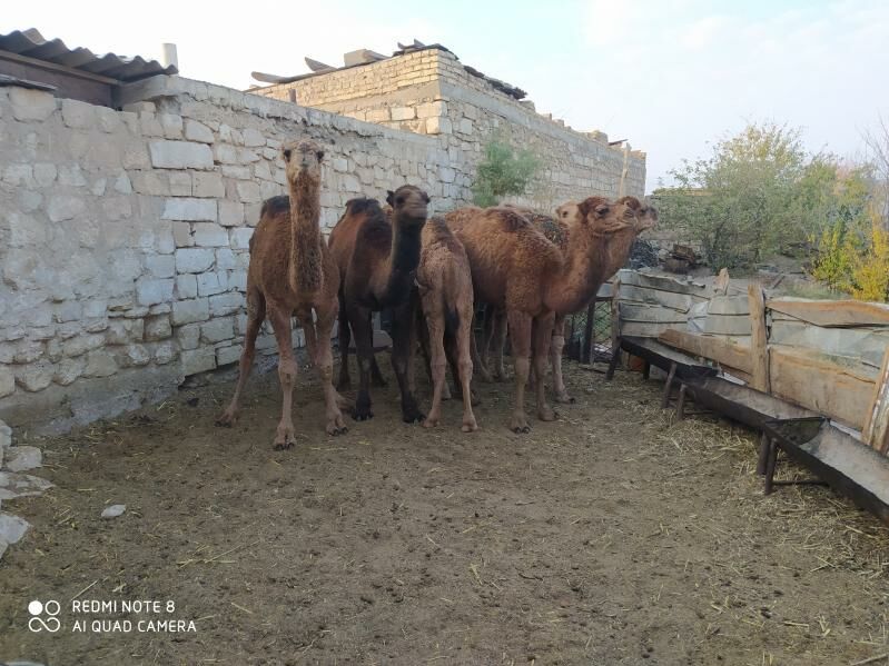 торум огшук - Гызыларбат - img 3