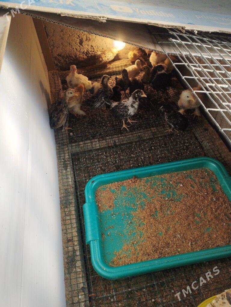 karlik juje - Балканабат - img 2