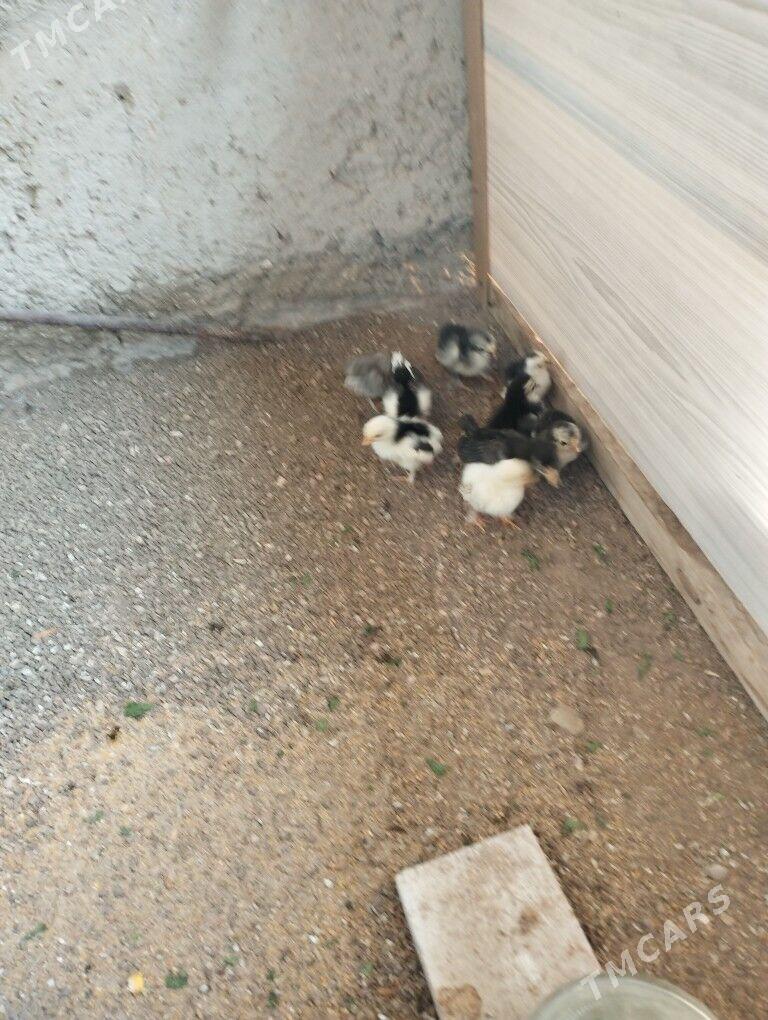 karlik juje - Балканабат - img 2