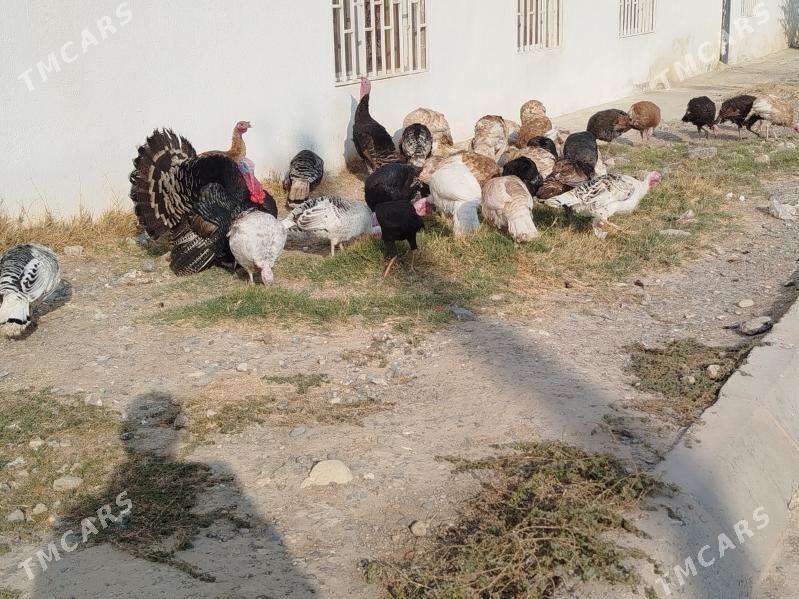 induklar - Гызыларбат - img 2