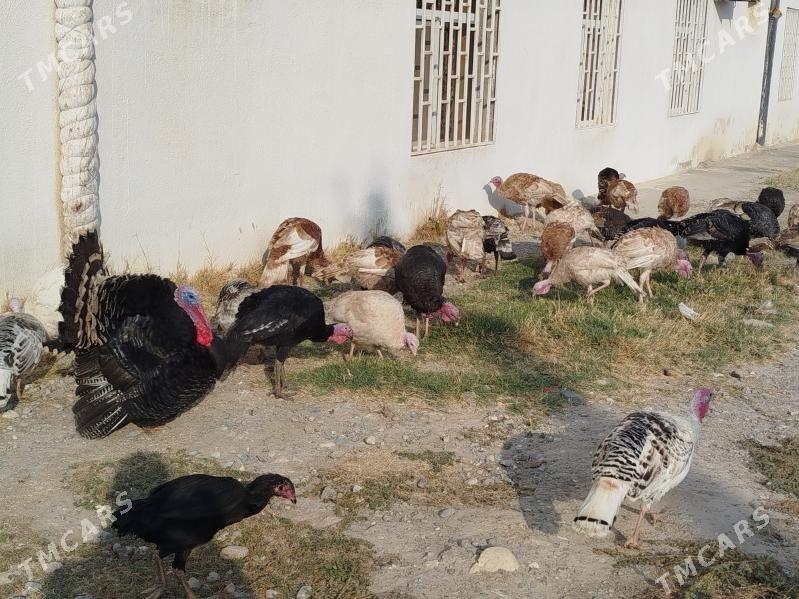 induklar - Гызыларбат - img 4