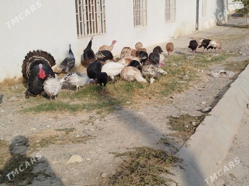 induklar - Гызыларбат - img 1