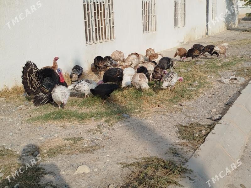 induklar - Гызыларбат - img 3