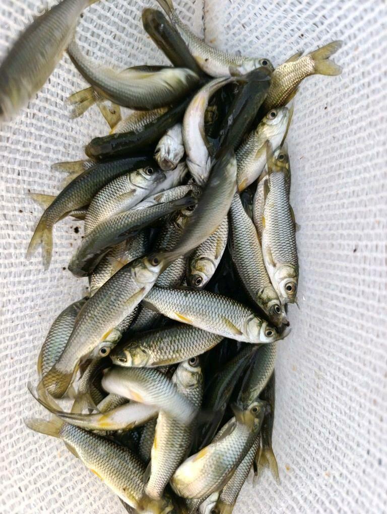 Malýok Belamur - Анев - img 1