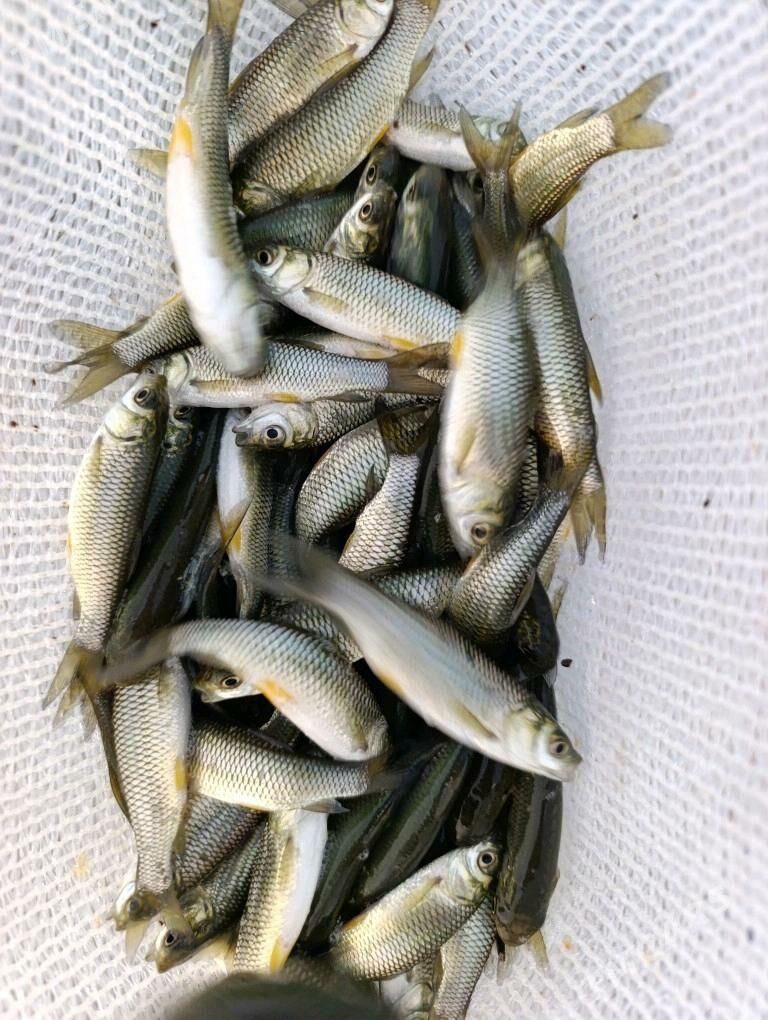 Malýok Belamur - Анев - img 2