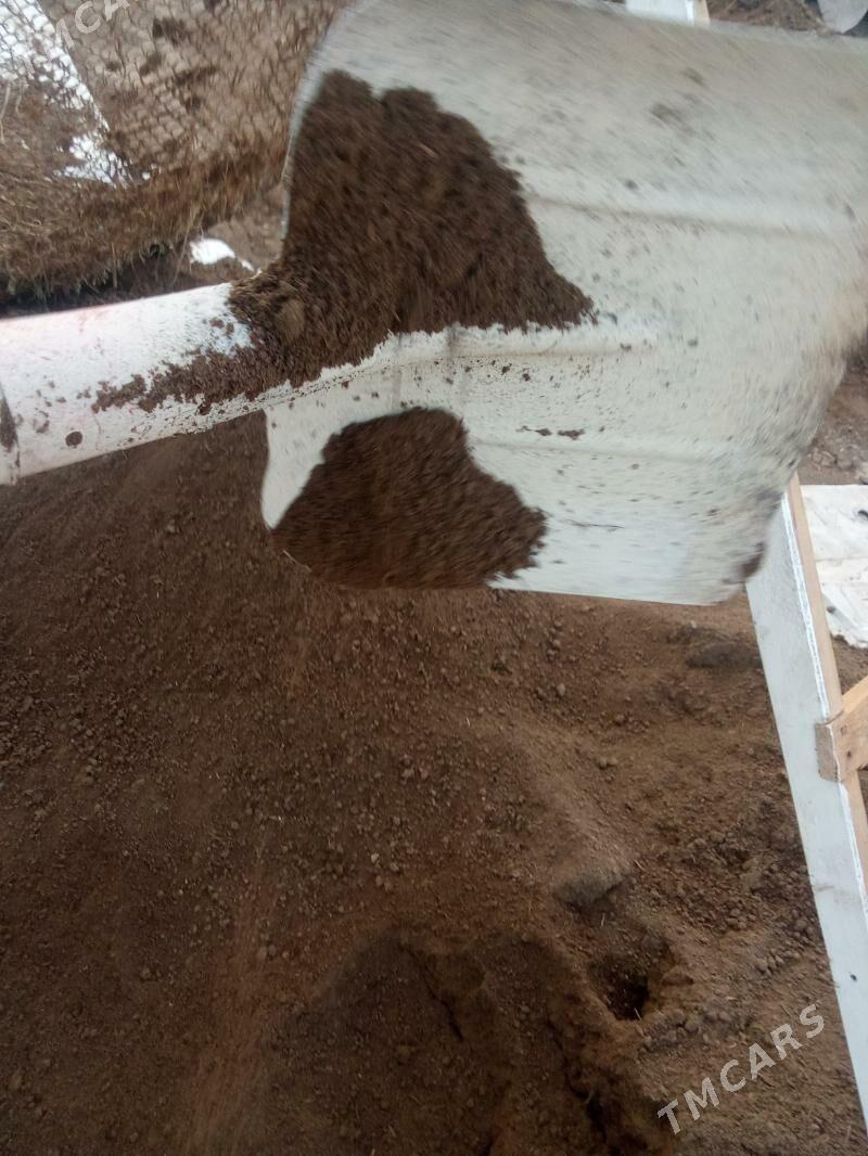 sement miti ders kerpiç grawyl - Arzuw - img 7