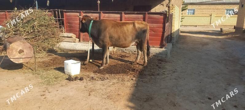 agyr bogaz - Мары - img 3