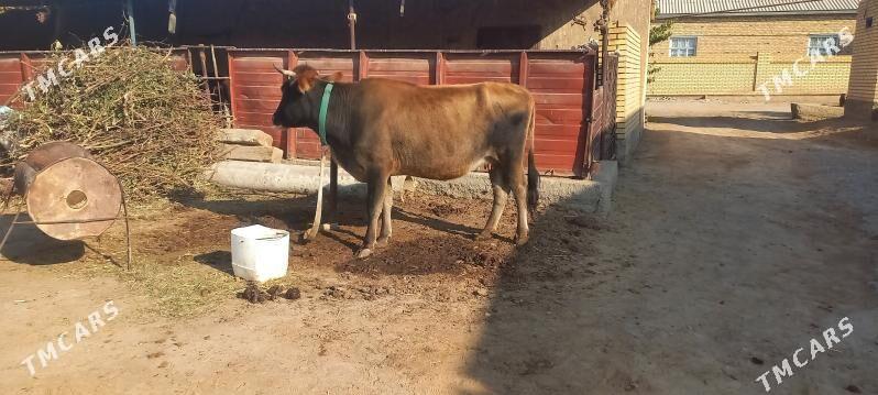 agyr bogaz - Мары - img 2