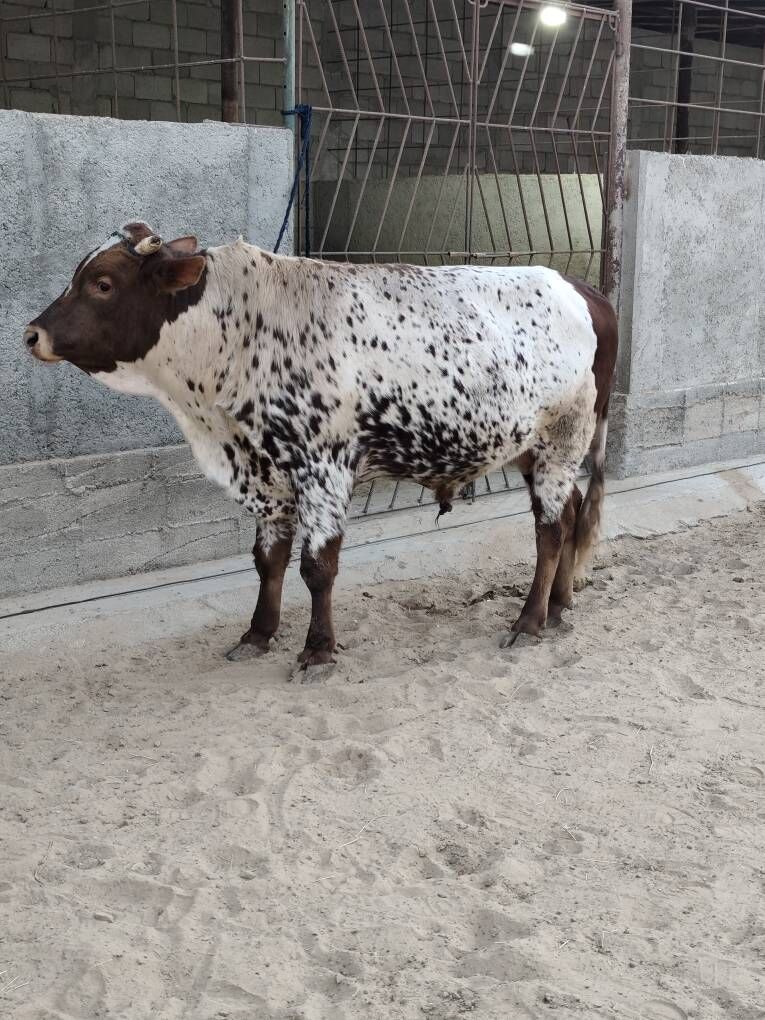 OKZ 3 SANAK BAKYLAN - Änew - img 6