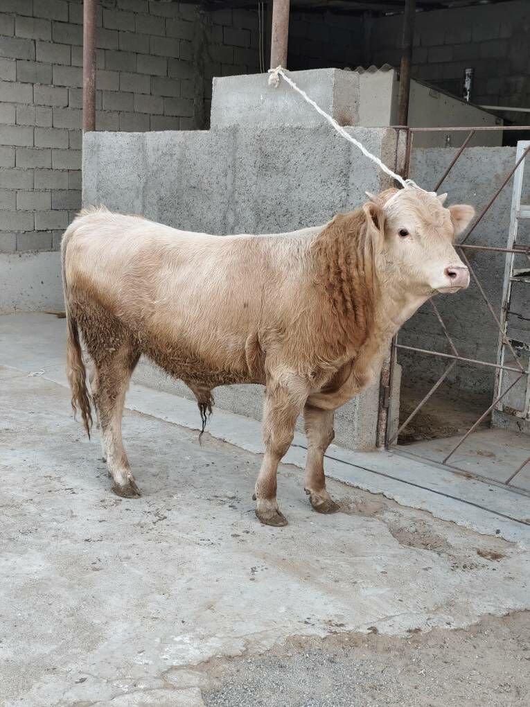 OKZ 3 SANAK BAKYLAN - Änew - img 4