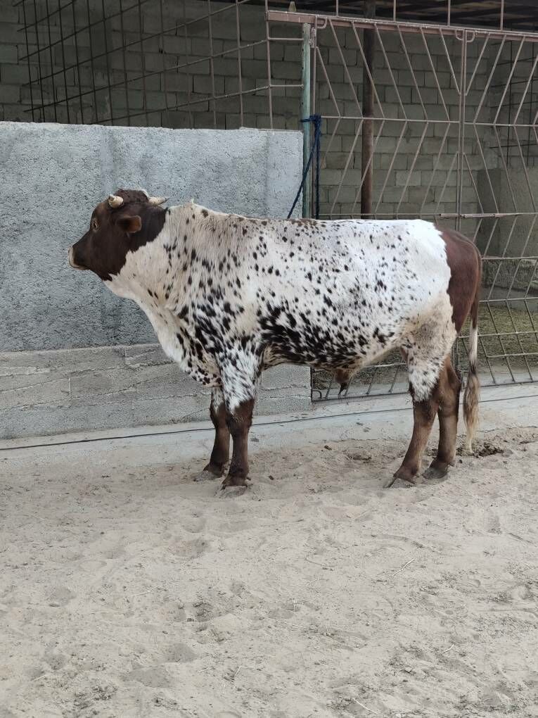 OKZ 3 SANAK BAKYLAN - Änew - img 8