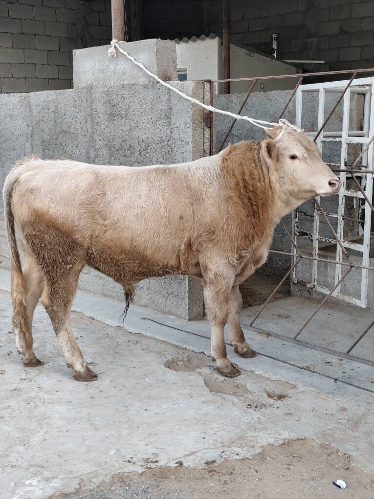 OKZ 3 SANAK BAKYLAN - Änew - img 2