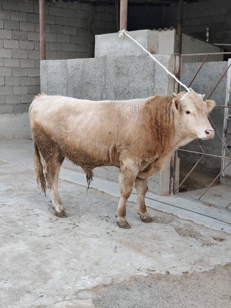 OKZ 3 SANAK BAKYLAN - Änew - img 5