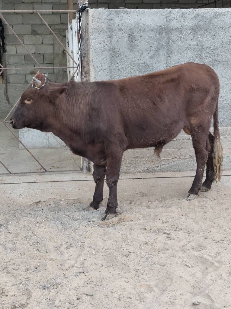 OKZ 3 SANAK BAKYLAN - Änew - img 9