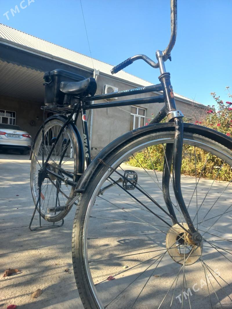 tıgır - Kaka - img 7