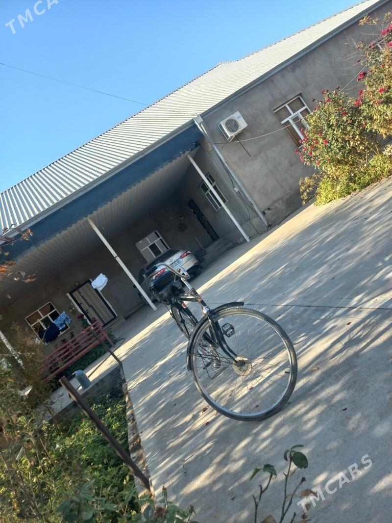 tıgır - Kaka - img 2